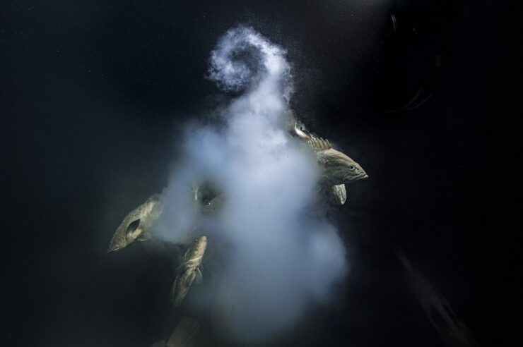 Image for Explosive underwater shot wins Wildlife Photographer of the Year competition