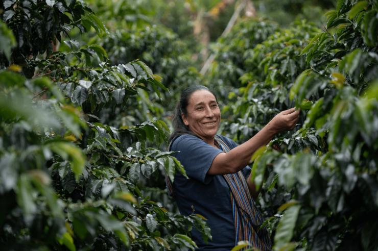 Image for How a group of Peruvian coffee farmers are thriving despite the odds