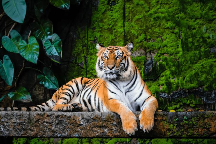 Image for What went right this week: a tiger revival, closing the pay gap, plus more