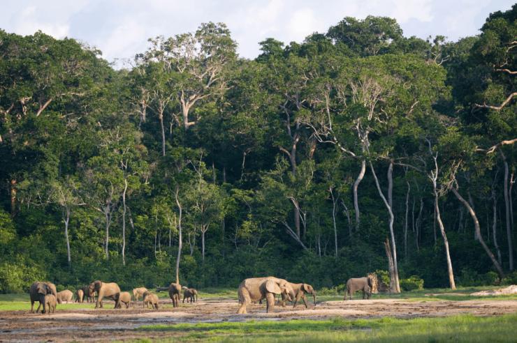 Image for Why tackling biodiversity loss could solve the climate crisis