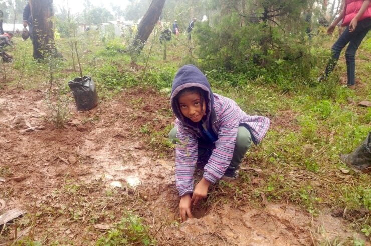 Image for Ethiopia sets a new world record for trees planted in a single day