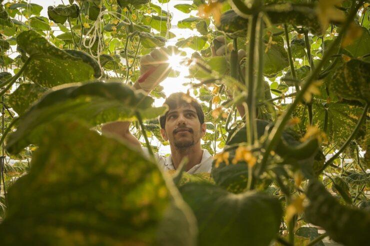 Image for The farm that grows vegetables in the middle of the desert