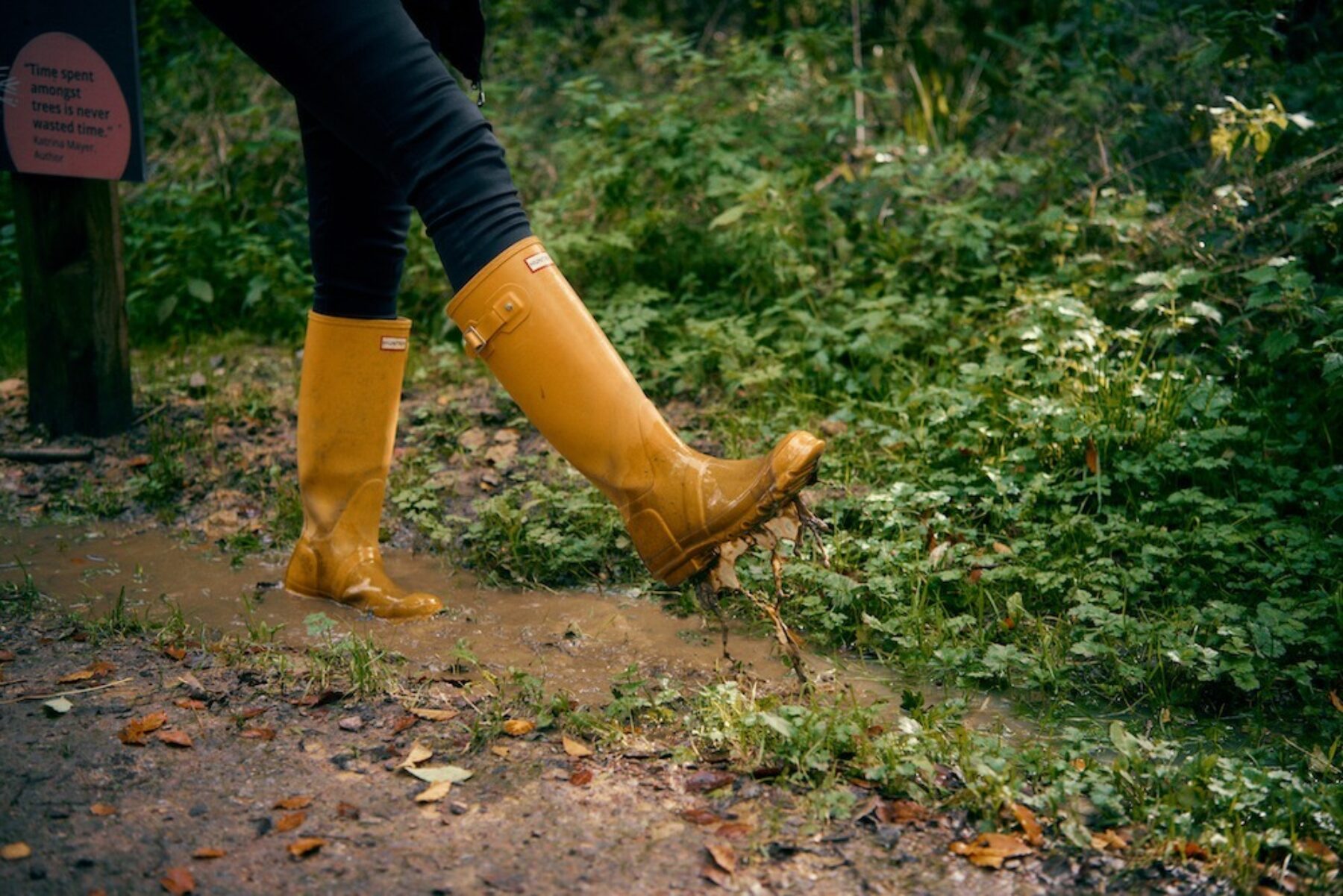 Image for Eight ways to transform a walk in the forest into a wellbeing immersion