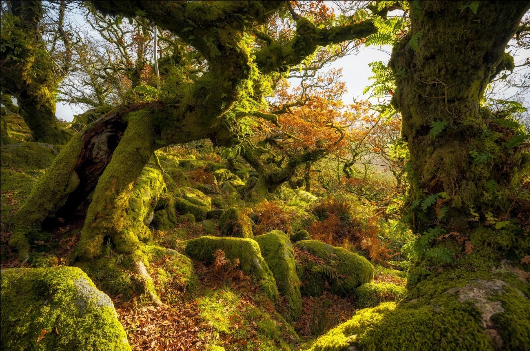 Image for The plan to restore Britain’s lost rainforests