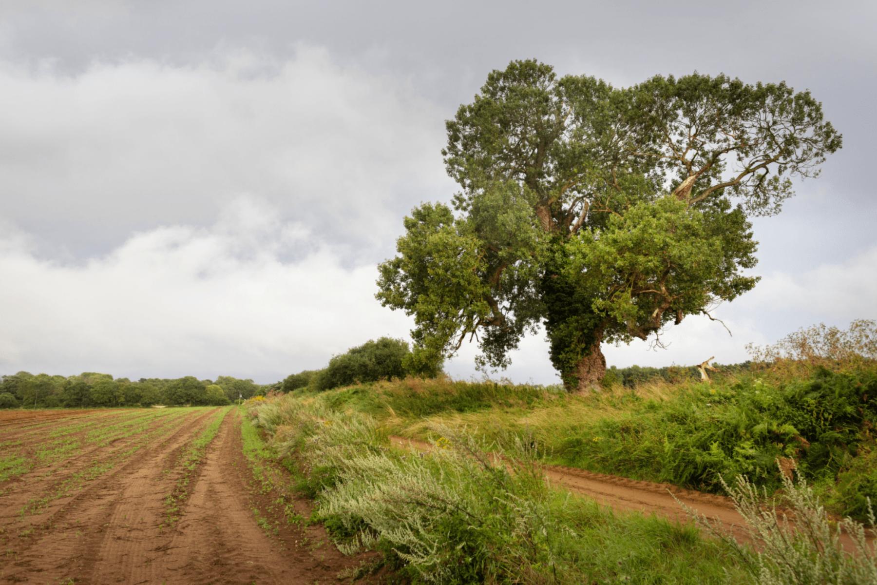 Image for The race to save Britain’s rarest native tree