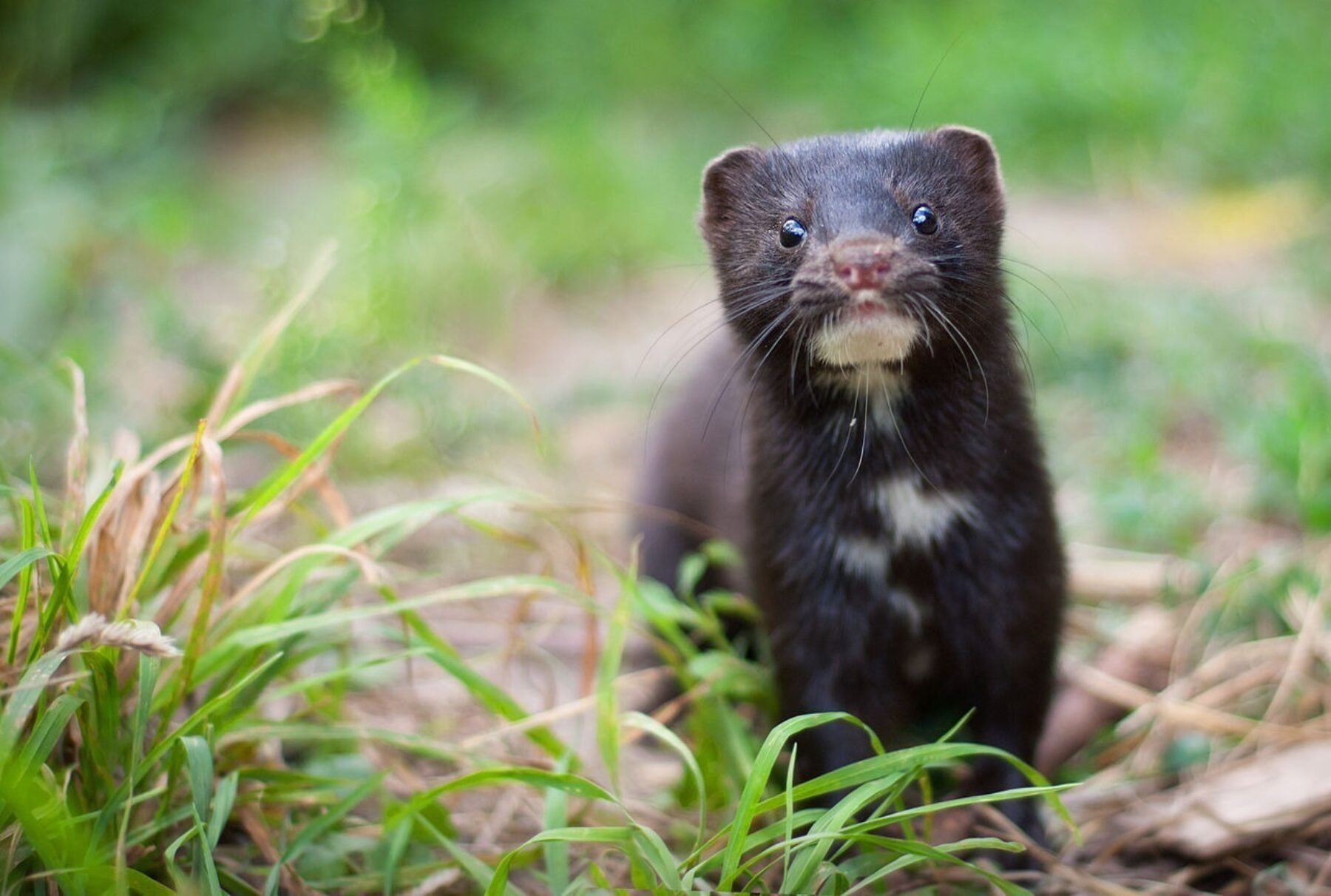 Image for Dutch parliament votes to end mink farming following Covid-19 outbreak