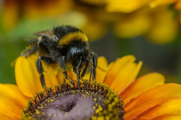 Image for What went right this week: Dutch bees buzz back, and more positive news