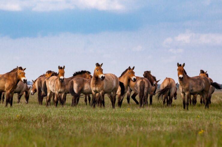 Image for Spain’s latest weapon against wildfires? Wild horses