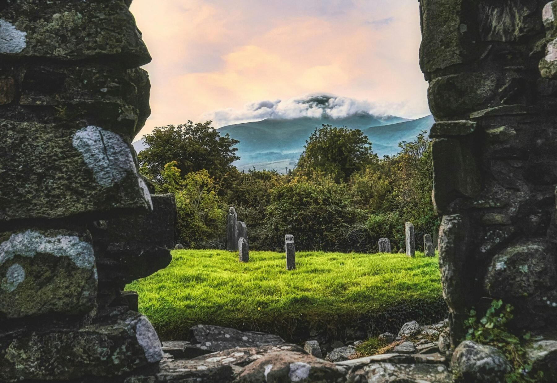 Image for Lichen-lovers asked to spot signs of life among the dead