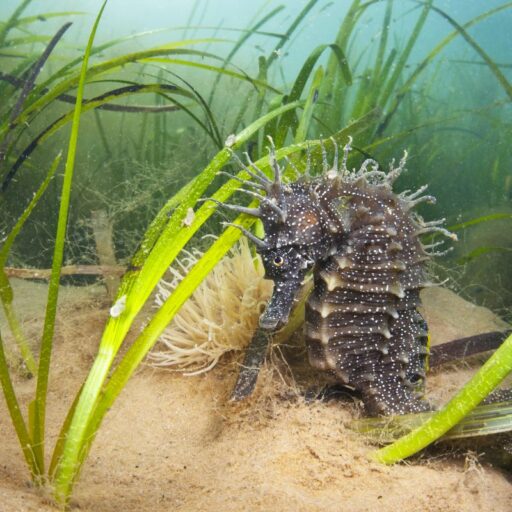 The project to restore sea meadows will help boost biodiversity