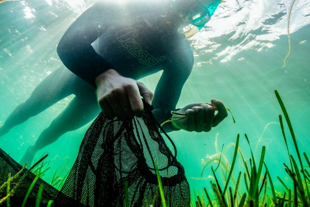 A snorkeller collects sea grass seeds