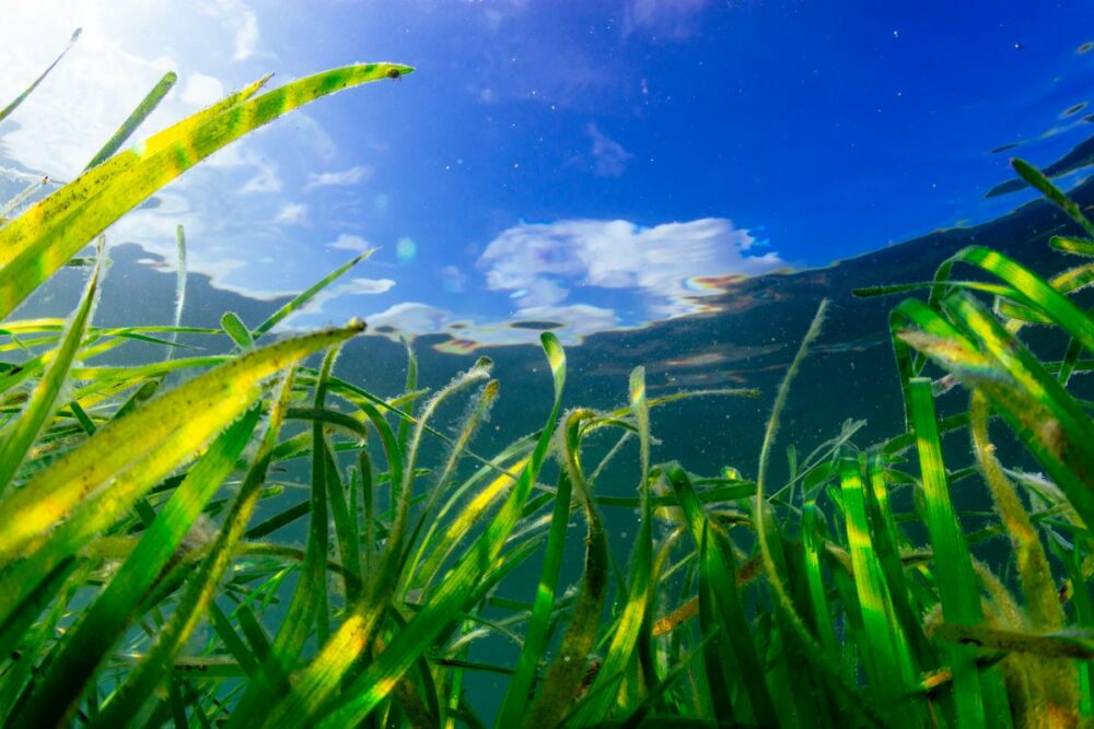 Seagrass is a vital carbon sink