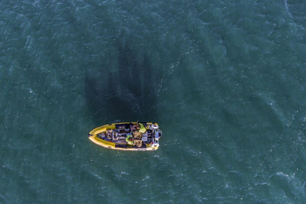 A boat sets out to plant seagrass seeds