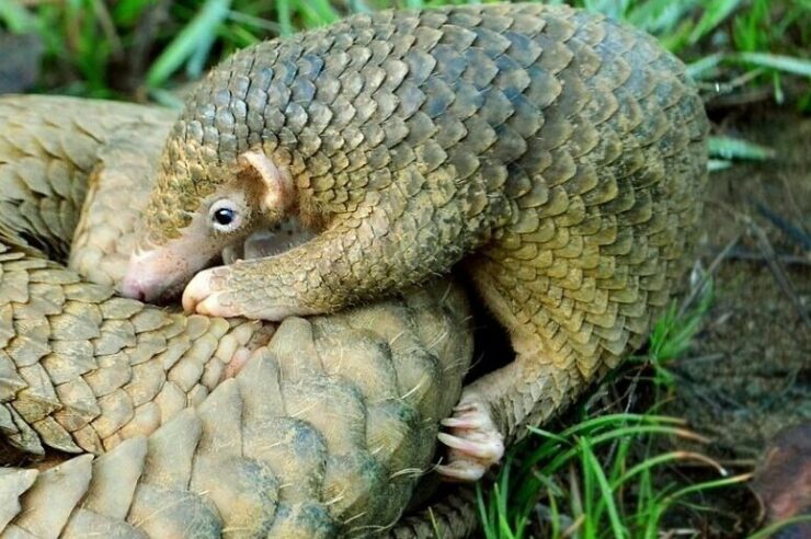 Image for Pangolins protected in China as scales removed from medicine list