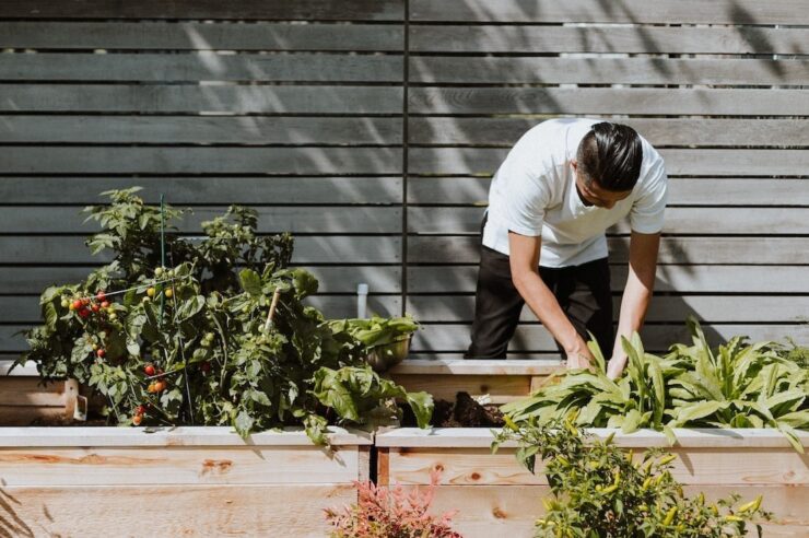 Image for What would happen if all unused public spaces in the UK became community farms?