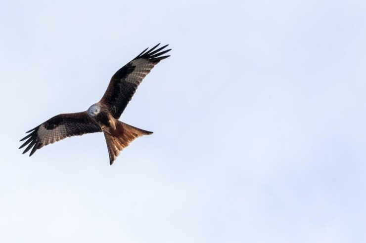 Image for Three good things: birds that are bouncing back in the British Isles