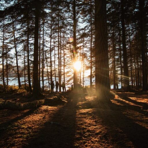 Rewilding the Scottish Highlands during lockdown