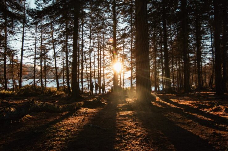 Image for Rewilding in lockdown: the volunteers holed up in the Highlands sowing seeds