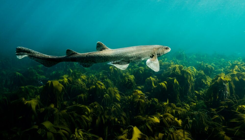 Underwater photography